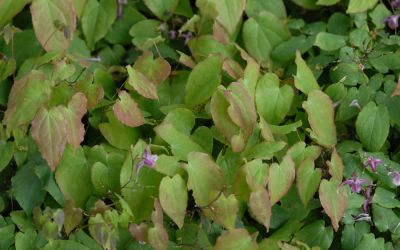 Epimedium grandiflorum Lilafee - Elfenblume