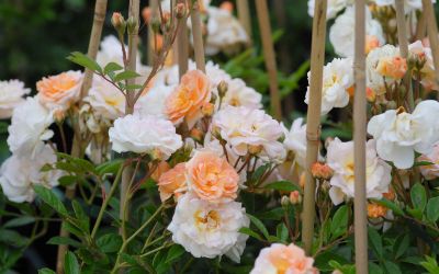 Rosa Multiflora-Hybride Ghislaine de Feligonde - Kletter-Rose, Rambler