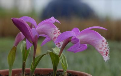 Pleione limprichtii - Tibet-Orchidee