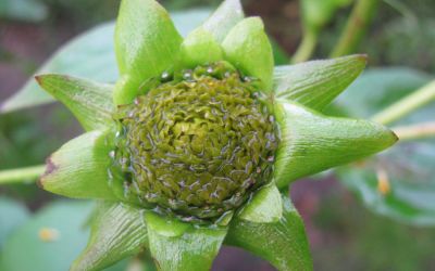 Silphium perfoliatum  - Becherpflanze, Harzkraut
