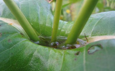 Silphium perfoliatum  - Becherpflanze, Harzkraut