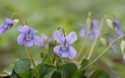 Viola reichenbachiana - Wald-Veilchen