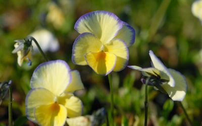 Viola cornuta Etain - Horn-Veilchen