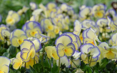 Viola cornuta Etain - Horn-Veilchen
