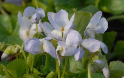 Viola odorata Reine de Neiges - Duft-Veilchen