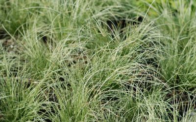 Carex comans Frosted Curls - Neuseeland-Segge