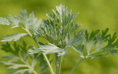 Artemisia absinthium - Wermut