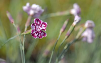 Dianthus Hybride Jane Austen - Englische Garten-Nelke