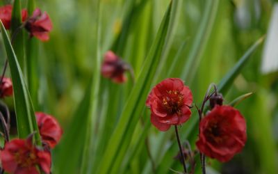 Geum rivale Flames of Passion ® - Nelkenwurz