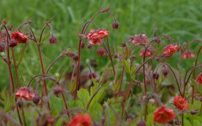 Geum rivale Flames of Passion ® - Nelkenwurz