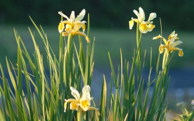 Iris orientalis - Orientalische Schwertlilie