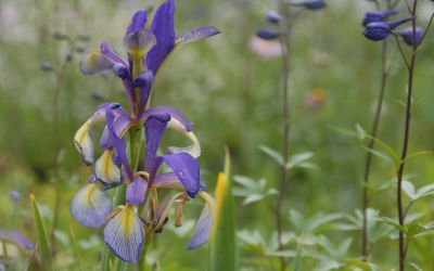 Iris Spuria-Hybride Premier - Steppen-Schwertlilie