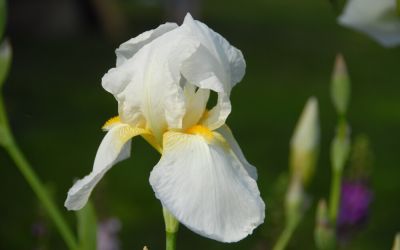 Iris barbata-elatior Lugano - Hohe Bart-Iris, Schwertlilie