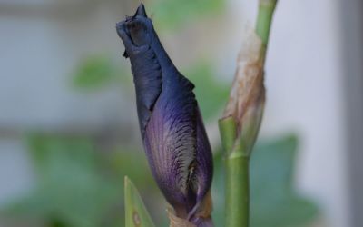 Iris barbata-elatior Superstition - Hohe Bart-Iris, Schwertlilie