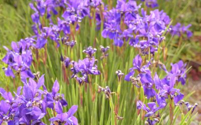 Iris sibirica Caesars Brother - Wiesen-Schwertlilie