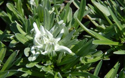 Leontopodium alpinum Mont Blanc ® - Alpen-Edelweiß