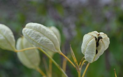 Belamcanda chinensis - Leopardenblume