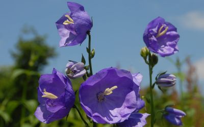 Campanula persicifolia Blue Bloomers - Pfirsichblättrige Glockenblume