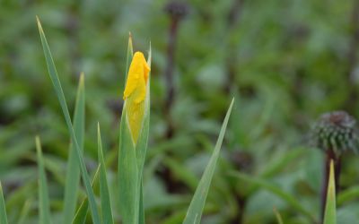Iris Spuria-Hybride Sunny Day - Steppen-Schwertlilie