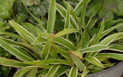 Carex siderosticta Variegata - Breitblatt-Segge