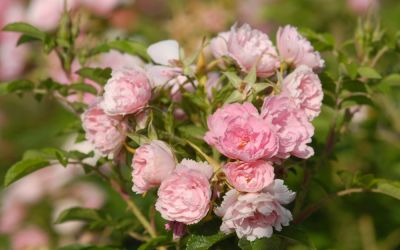 Rosa Pink Grootendorst - Nostalgische Strauch-Rose, Nelken-Rose