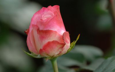 Rosa Nostalgie ® - Edel-Rose