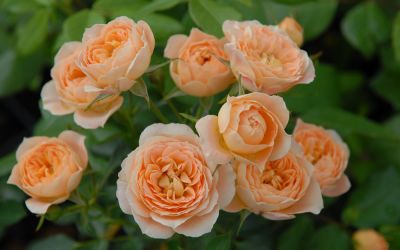 Rosa Sweet Dream ® - Bodendecker-, Zwerg-Rose