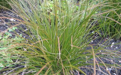 Carex testacea - Neuseeland-Segge