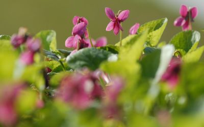 Viola odorata Perle Rose - Duft-Veilchen