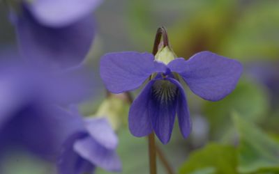 Viola spec. Smoky Mountains - Veilchen