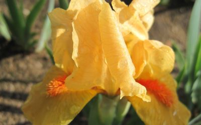 Iris barbata-nana Orange Tiger - Zwerg-Bart-Iris