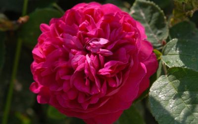 Rosa damascena Rose de Resht - Historische Rose, Strauch-Rose