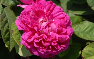 Rosa damascena Rose de Resht - Historische Rose, Strauch-Rose