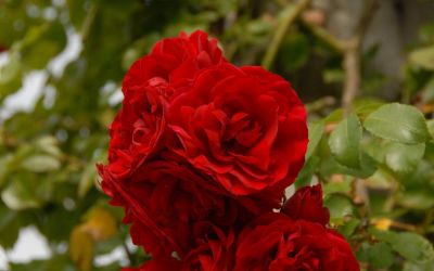 Rosa Amadeus ® - Kletter-Rose