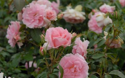 Rosa You are Beautiful - Floribunda-, Beet-Rose
