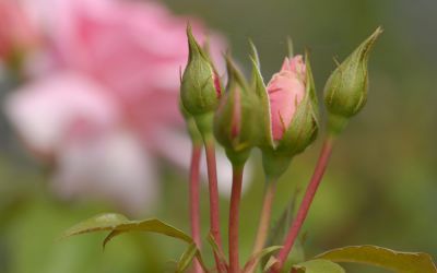Rosa You are Beautiful - Floribunda-, Beet-Rose
