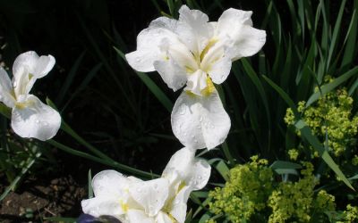Iris sibirica Fourfold White - Wiesen-Schwertlilie