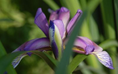 Iris graminea - Pflaumen-Schwertlilie, Gras-Schwertlilie