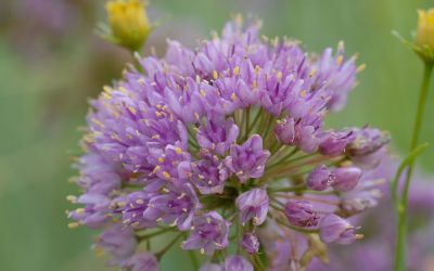 Allium Hybride Pink Planet - Kugel-Lauch