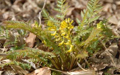 Corydalis cheilanthifolia  - Farn-Lerchensporn