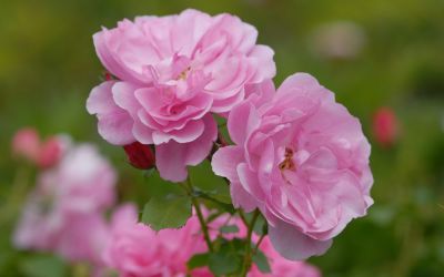 Rosa Uetersens Rosenprinzessin ® - Strauch-Rose