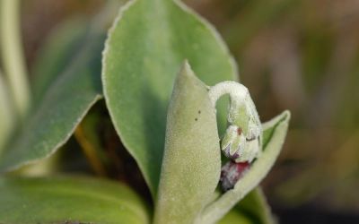 Primula Auricula-Hybride Lintz - Garten-, Schau-Aurikel