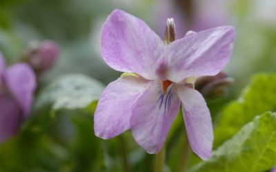 Viola odorata Orchid Pink - Duft-Veilchen