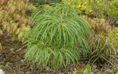 Syneilesis aconitifolia - Shredded Umbrella Plant (engl.)
