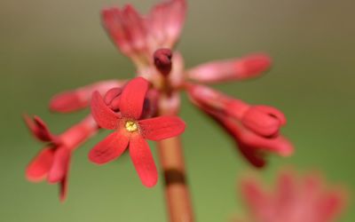 Primula maximowiczii - Maximowicz-Primel
