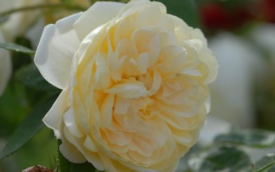 Rosa Yellow Romantika ® - Strauch-Rose