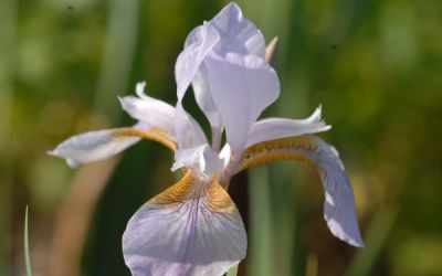 Iris sibirica Mrs. Rowe - Wiesen-Schwertlilie