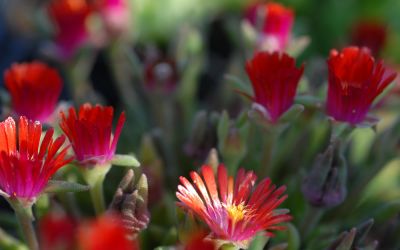 Delosperma Hybride Kleine Rote - Winterharte Mittagsblume
