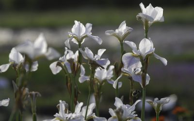 Iris sibirica Hohe Warte - Wiesen-Schwertlilie