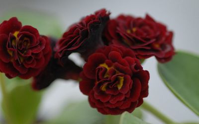Primula Auricula-Hybride Crimson Glow - Garten-, Schau-Aurikel